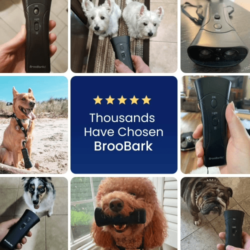 BrookBark Review